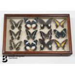 Boxed Case of Taxidermy Butterflies