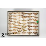 Display Case of Butterflies