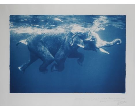 OLIVIER BLAISE  (Contemporary)  Shambou, the swimming elephant, Havelock Island, Andoman, India, 2012.  cyanotype  print, lim