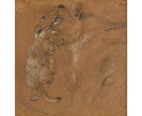 *Baldock (Charles Edwin M., 1876-1941). Safety First, 1928,  pencil drawing and gouache on brown paper, showing a lioness wit