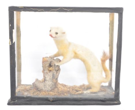 Of taxidermy interest - a vintage taxidermy study of a white stoat / weasel housed in glass case. Case measures 26cm x 30cm x
