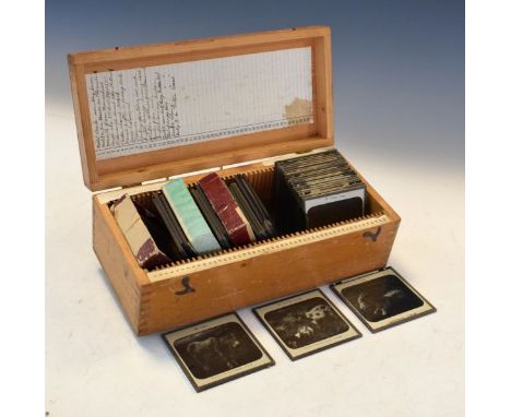 Collection of photographic and other magic lantern slides relating to animals   Condition: 