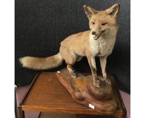 A taxidermy fox 