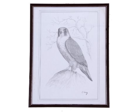 From the original sketches by Cornelius Varley, (British, 19th century), Three individual prints of Peregrine, Kingfisher and