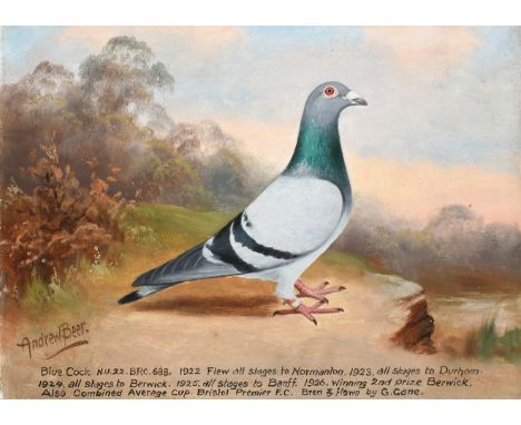 ‡ Andrew Beer (1862-1954) Portrait of a blue cock racing pigeon Signed Andrew Beer (lower left) and inscribed with racing his
