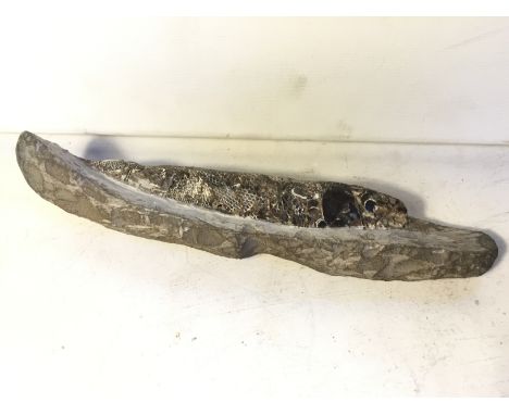 A fossil fish.