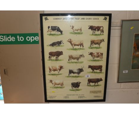 A framed print, "Common Breeds of Beef and Dairy Cows"