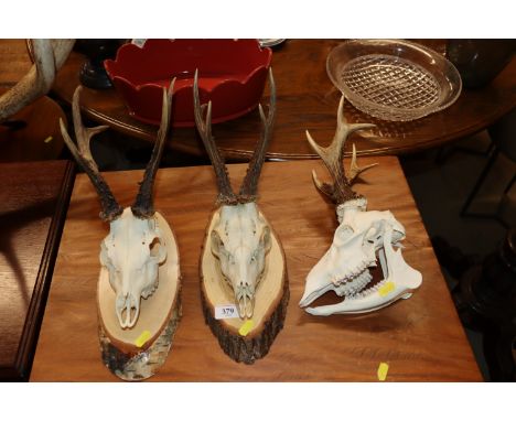 Three hunting trophies 