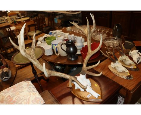A faux hunting trophy 