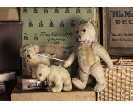 Roland - a post-war Steiff Teddy Bear and friends, with beige mohair, replaced orange and black glass eyes, pronounced muzzle