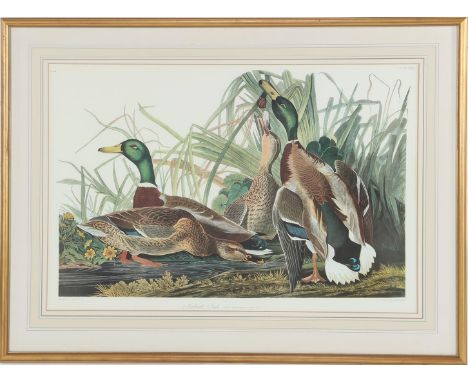 Group of mallards along waterfront titled Mallard Duck,Lithograph numbered 45,John James Audubon 1785-1851, engraved printed 