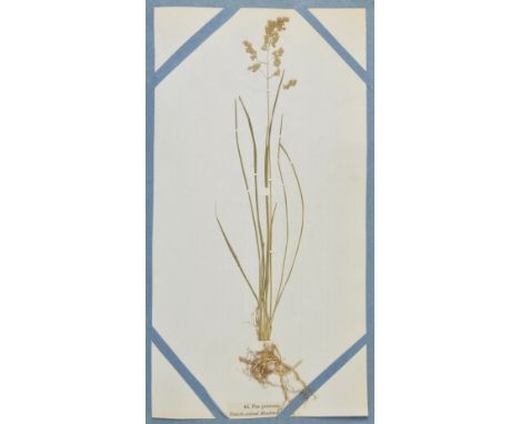 Salisbury (W.). Hortus Siccus Gramineus, or, A Collection of Dried Specimens of British Grasses with their Latin and English 