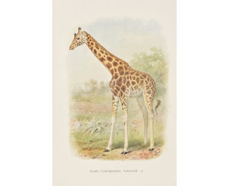 Powell-Cotton (Major P.H.G.). In Unknown Africa. A Narrative of Twenty Months Travel and Sport in Unknown Lands and Among New