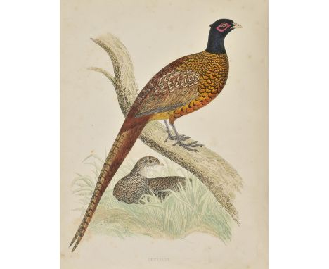 Morris (Beverley R.). British Game Birds and Wildfowl, 1st edition, 1855, 60 hand-coloured engraved plates, occasional light 