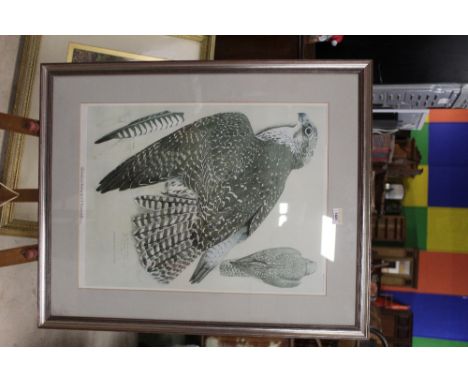 A 1970's coloured ornithological print "Greenland Falcon" by CF Tunnicliffe RA, in carved mount and silvered moulded frame.  