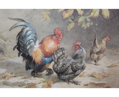 A modern limited edition print depicting chickens, signed within the print with an artists device, 33 cm x 27 cm within a ste