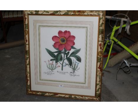 A large Botanical print of 18th century style, titled "Paeonia", 44 cm x 37 cm, in floral painted frame and glazed. CONDITION