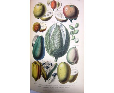 [NATURAL HISTORY]. BOTANY Rhind, William. A History of the Vegetable Kingdom, Embracing Comprehensive Descriptions of the Pla