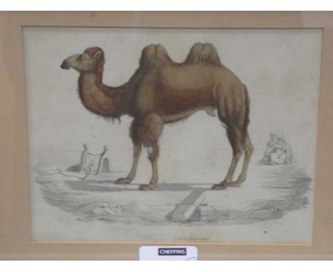 Prints - to include various examples of camels, an Eastern view, coloured print of Types and costumes in the government of Or