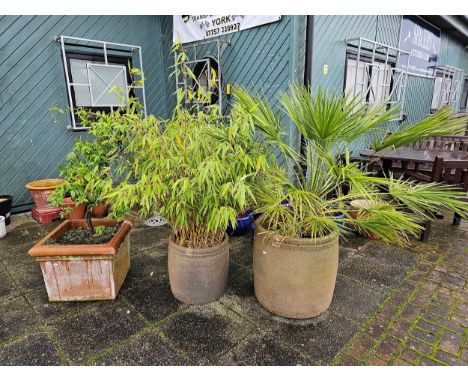 A large bamboo plant in planter and two other plants in planters, PLEASE NOTE, these are very heavy 