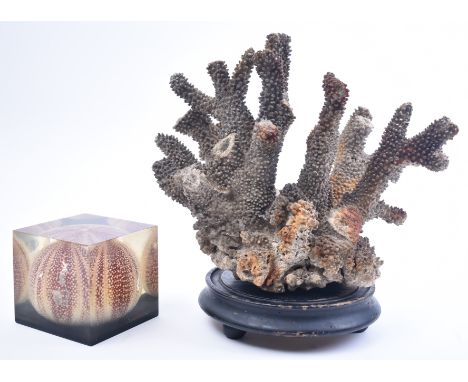 Natural History interest - a large specimen of Elkhorn coral ( acropora palmata ) along with a sea urchin preserved in cased 