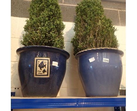 Two plants in large ceramic pots, approximately 1m tall. Not available for in-house P&amp;P, contact Paul O'Hea at Mailboxes 