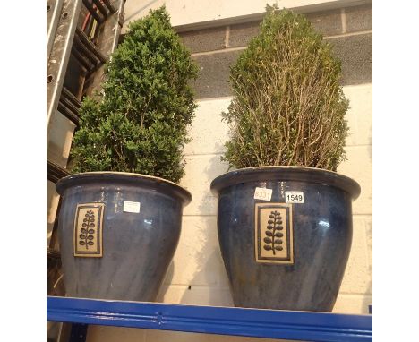 Two plants in large ceramic pots, approximately 1m tall. Not available for in-house P&amp;P, contact Paul O'Hea at Mailboxes 