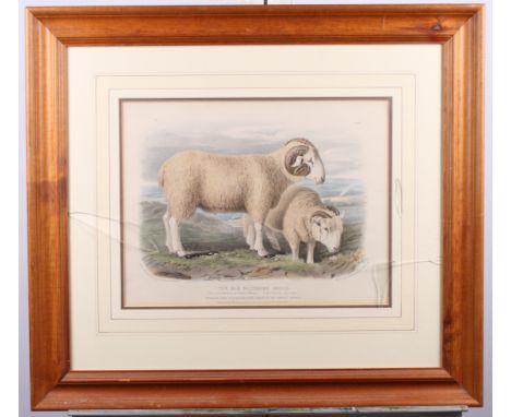 A 19th Century hand-coloured lithograph, "The Old Wiltshire Breed" sheep, in wash line mount and strip frame, a Japanese colo