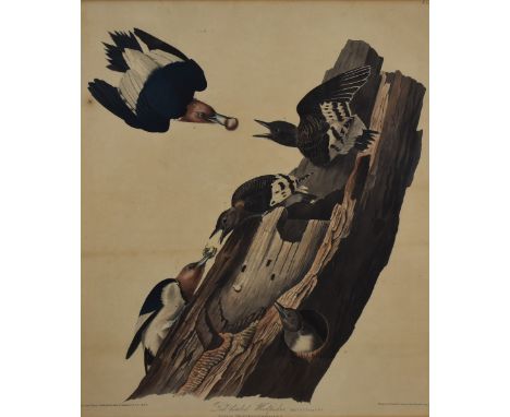 After John James Audubon (American 1785-1851) a coloured engraving entitled 'Red Headed Woodpecker' No6 plate 27, engraved an
