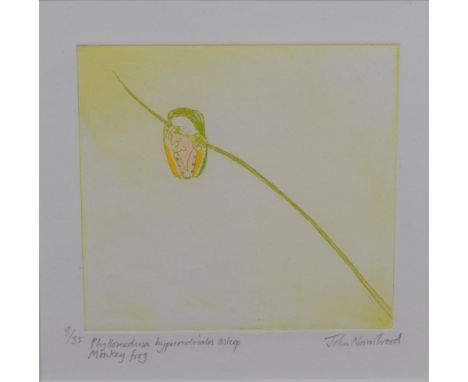 John Norris Wood (1930-1915) a limited edition coloured print, entitled 'Phyllomedusa Hypocondrialis Asleep, Monkey Frog, num