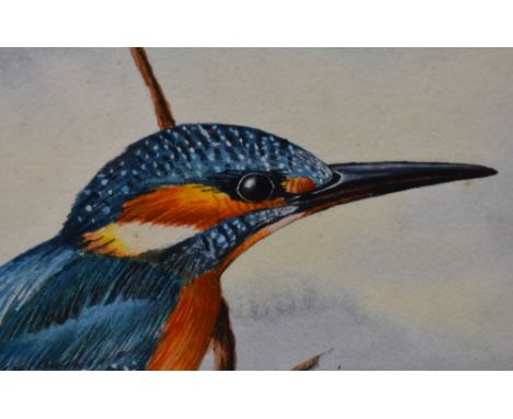 Ian Griffiths (20th Century, British), gouache, A Kingfisher, signed to the lower centre, framed, mounted, and under glass, m