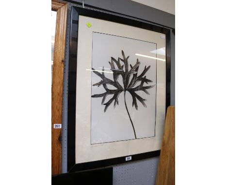 Large Framed Print entitled Common Fern signed Blossfeld K 