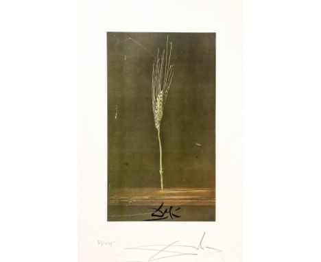 Dalí, Salvador (Figueres 1904-1989) Ähre  Farbdruck. 33,5×19 cm. In der Platte und mit Bleistift bez. 73/175. R. (36170)