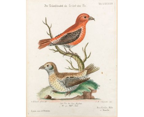 Seligmann, Johann Michael (1720-1762, war in Nürnberg tätig) Der Krumschnabel, ein Er und eine Sie  M. 18. Jh. Kol. Kupfersti