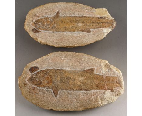 A complete Fish fossil within limestone, Eocene, circa 60 million years (2 halves), the fish 20cm long