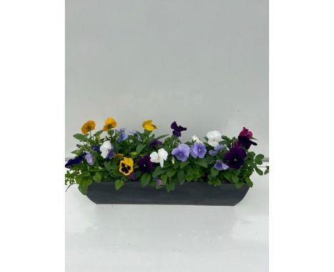 Autumn Pansy Trough. Not available for in-house P&amp;P