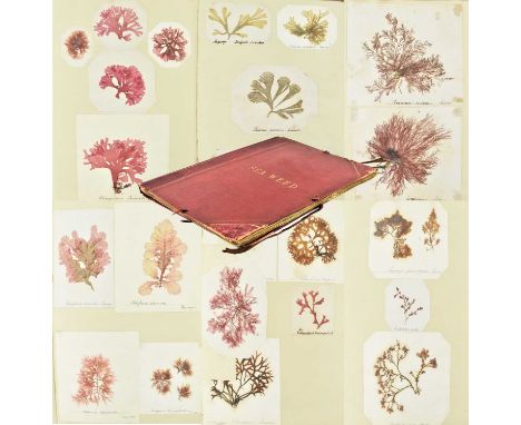 Natural history &amp; phycology interest. A mid 19th century Victorian 1850s album containing approx. eighty specimens of pre