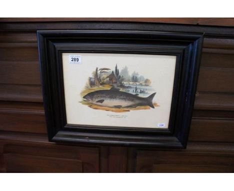 Print - 'The Common Trout'