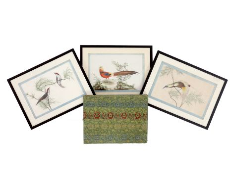 A set of thirteen Chinese pith paintings of birds perched on branches, Daoguang period (1821-50), each finely painted and wit