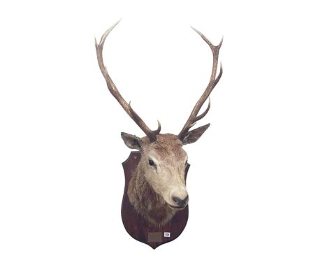 Taxidermy stag head on mounted shield.