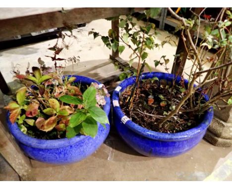 Two large blue ceramic planters with plants. Not available for in-house P&amp;P 