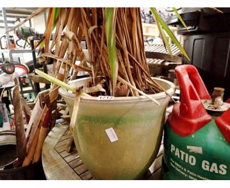 Large Yucca plant in a ceramic pot. Not available for in-house P&amp;P 