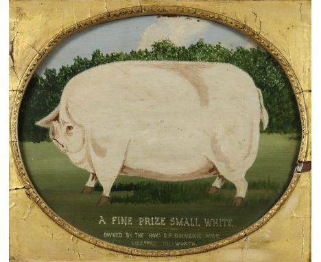 20th/21st Century School - Oil painting - "A Fine Prize Small White" - Primitive study of a pig, (owned by the Hon: D. P. Bou