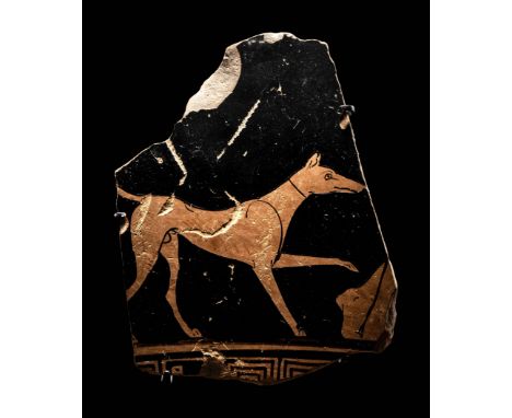 An Attic Red-Figured Skyphos Fragment with a DogAttributed to the Circle of Brygos Painter, Circa 480 B.C.Height 3 1/8 inches