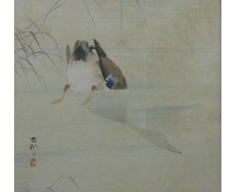 Late 19th/early 20th century Japanese school - Study of a swimming mallard half submerged in water, coloured woodblock print,