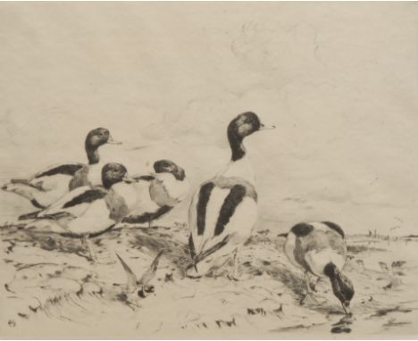 Winifred Marie Louise Austin (1876-1964) Shellduck signed, etching, 22cm x 26cm