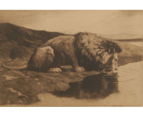 Herbert Thomas Dicksee (1862 - 1942) Lion Watering signed, etching, 20cm x 28cm