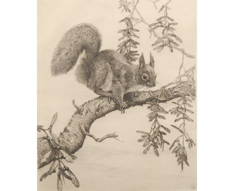 Winifred Maria Louise Austen (1876-1964) Red Squirrel signed, etching, 29cm x 20cm