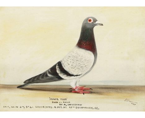 J** BROWNE (FLC.1920-1930). `PENCIL BLUE`, BRED &amp; RACED BY R. BRADSHAW; `OLD LIGHT HEAD`, BRED &amp; RACED BY R. BRADSHAW