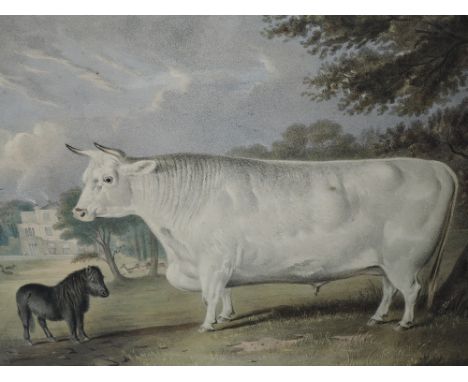 A lithograph print after Harrington, Short Horned White Ox and Shetland Pony, 19th century